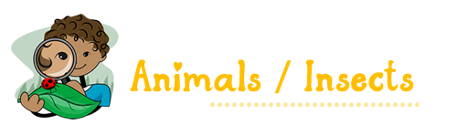 Animals 
