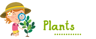 plants